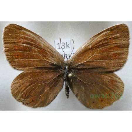 Erebia meta Staudinger, 1886 Kyrgyzstan13k